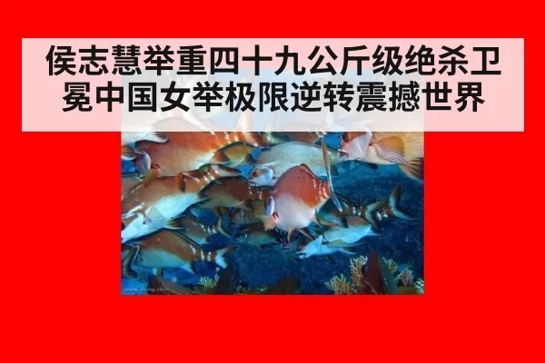 侯志慧举重四十九公斤级绝杀卫冕中国女举极限逆转震撼世界